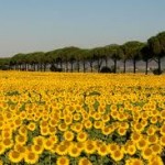maremma
