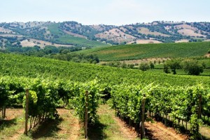 Vigneto Maremma