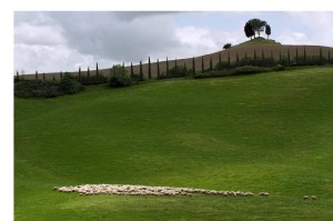 concorso pecorino