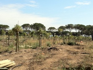 donazione pineta Marina