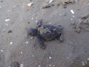 caretta caretta