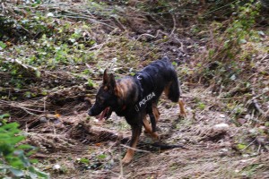 cane Dogan