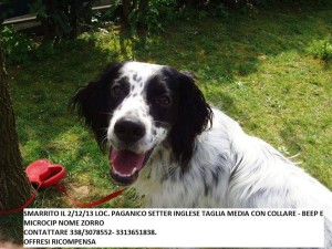 Setter Zorro