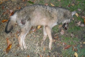 lupo ucciso manciano 30 12 2013