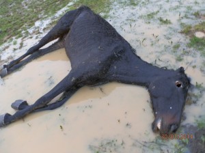 Cavallo maremmano