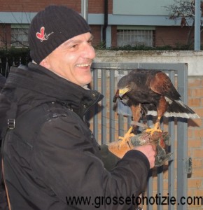 Falco (2)