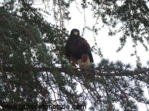 Falco