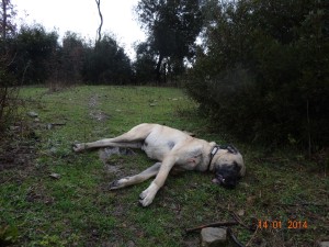 Kangal ucciso 3