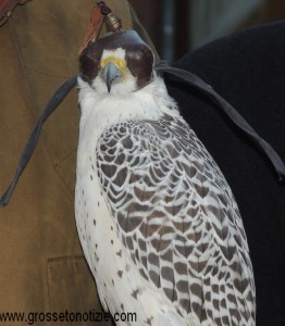 Sparviero