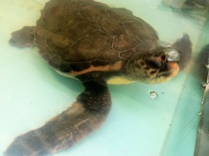 Acquario Grosseto