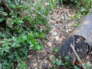 Bracconiere Roccastrada 2