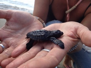 Caretta caretta 2