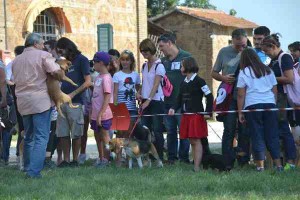 Mostra canina Massa Marittima