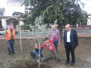 alberi scuola via Giotto 2