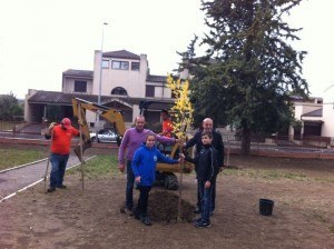 alberi scuola via Giotto