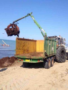 Pulizia spiaggia