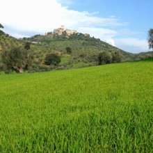 Panorama di Capalbio