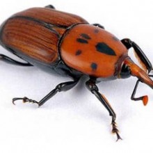punteruolo rosso
