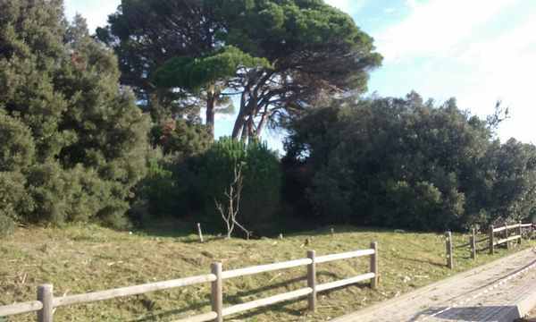 Lavori pineta Follonica 2