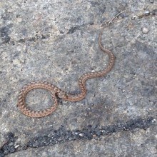 La vipera "misteriosa"