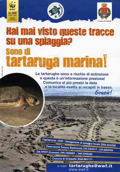 Locandina tartarughe marine Orbetello