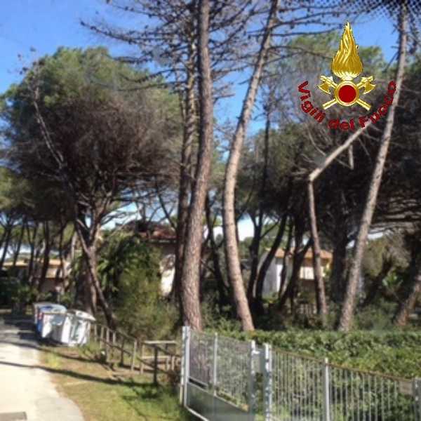 Pini pericolanti Principina 2