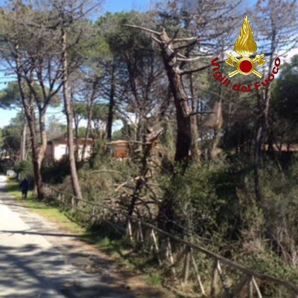 Pini pericolanti Principina 3