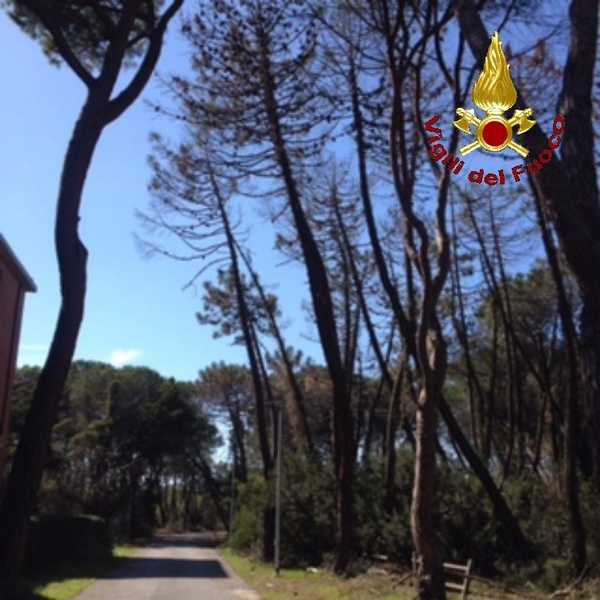 Pini pericolanti Principina 8