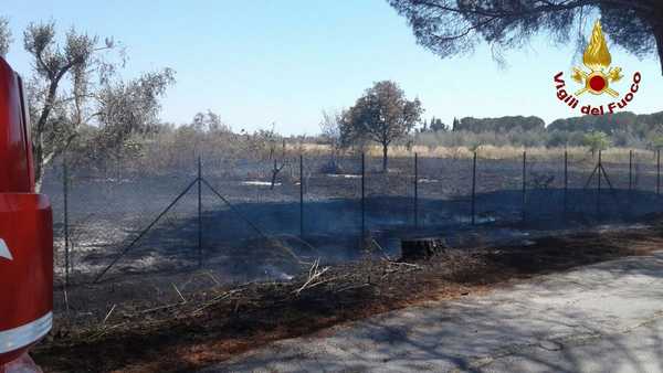 Incendio oliveti 2