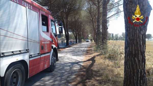 Incendio oliveti