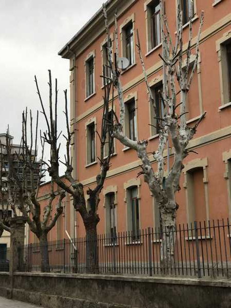 Alberi Follonica 2
