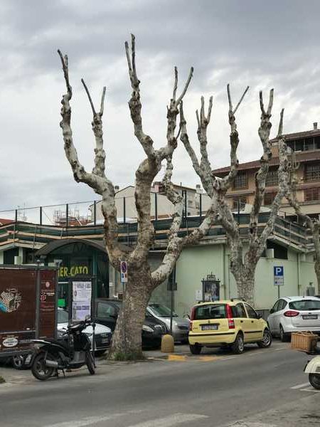 Alberi Follonica 3