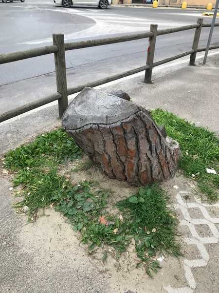 Alberi Follonica 4