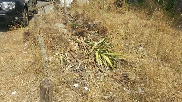 Degrado pineta di Levante Follonica 3