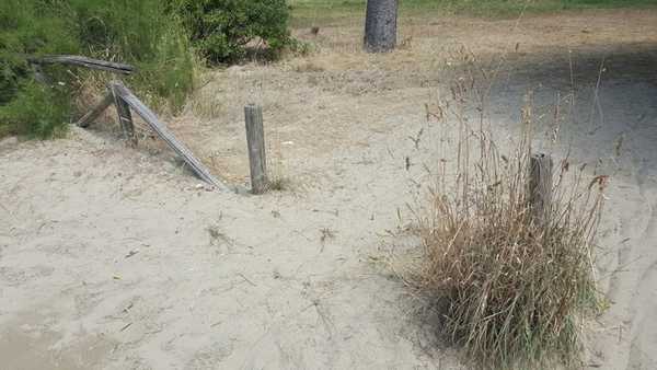 Degrado pineta di Levante Follonica 4
