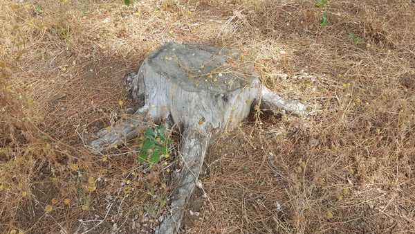 Degrado pineta di Levante Follonica