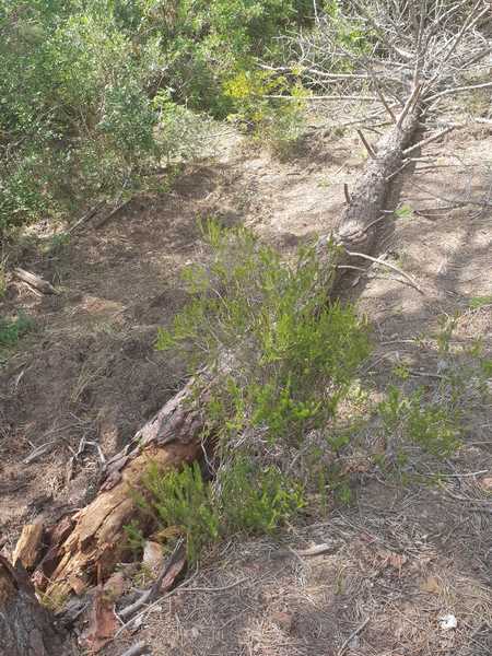 Degrado Parco della Maremma 4