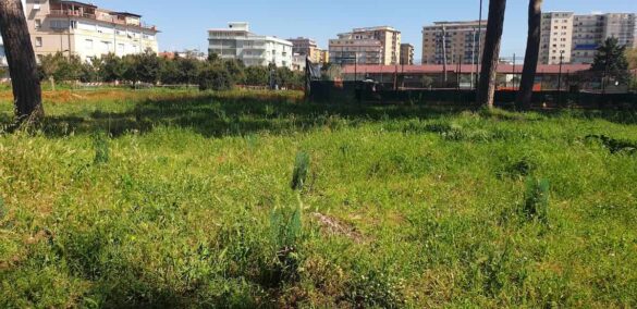 Parco pineta di Ponente 7